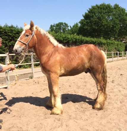 niets Conform Eindig Aan- en verkoop paarden | Stal Brooijmans