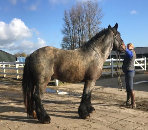 opener Tolk Emulatie Aan- en verkoop paarden | Stal Brooijmans